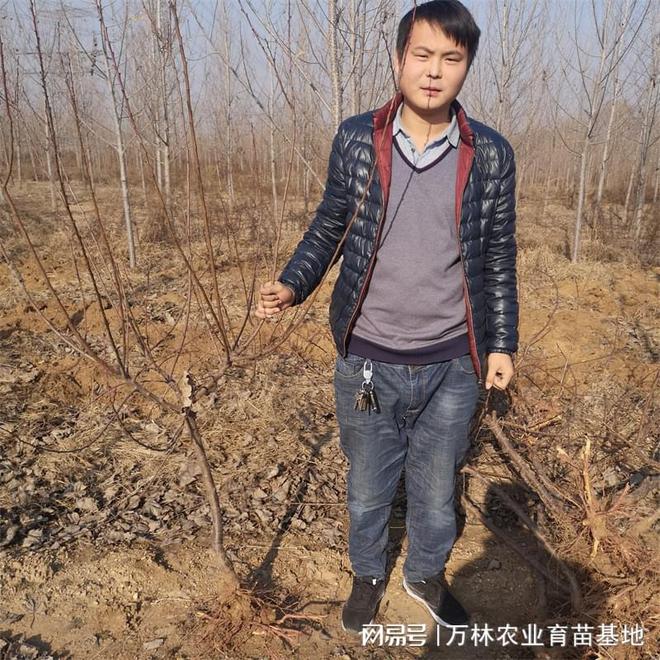 【石榴苗】：科学管理经济成果显著(图2)