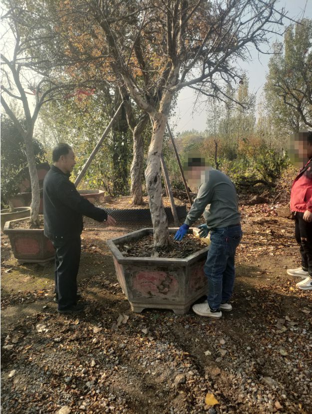 调解案例丨石榴盆景引纠纷“枫桥”调解化事端(图1)